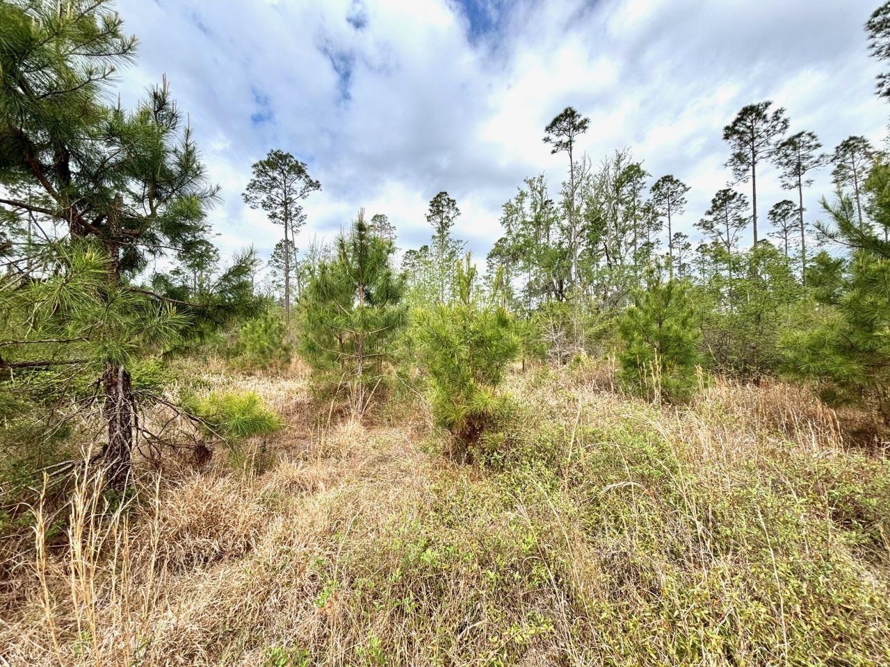 Vacant SW Ontario Road, Greenville, FL 32331 Photo