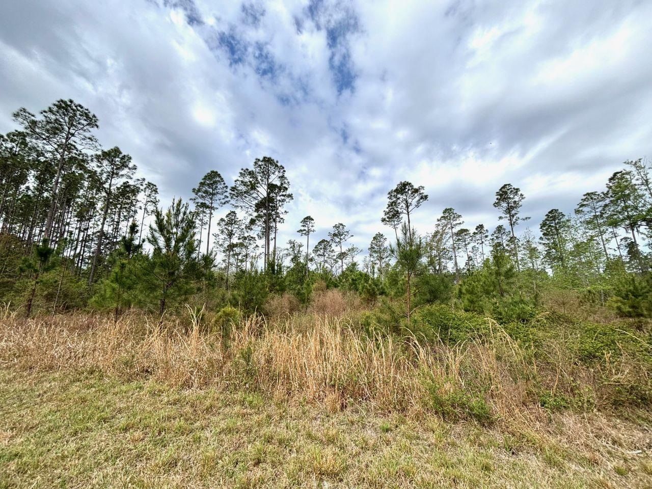 Vacant SW Ontario Road, Greenville, FL 32331 Photo