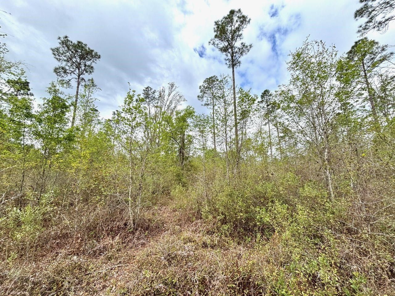 Vacant SW Ontario Road, Greenville, FL 32331 Photo
