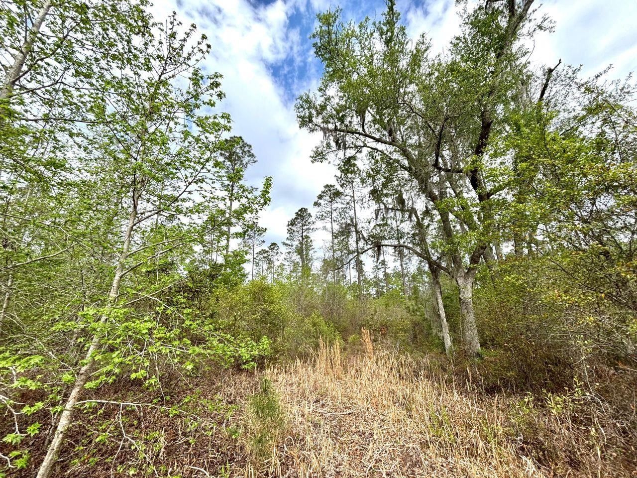 Vacant SW Ontario Road, Greenville, FL 32331 Photo