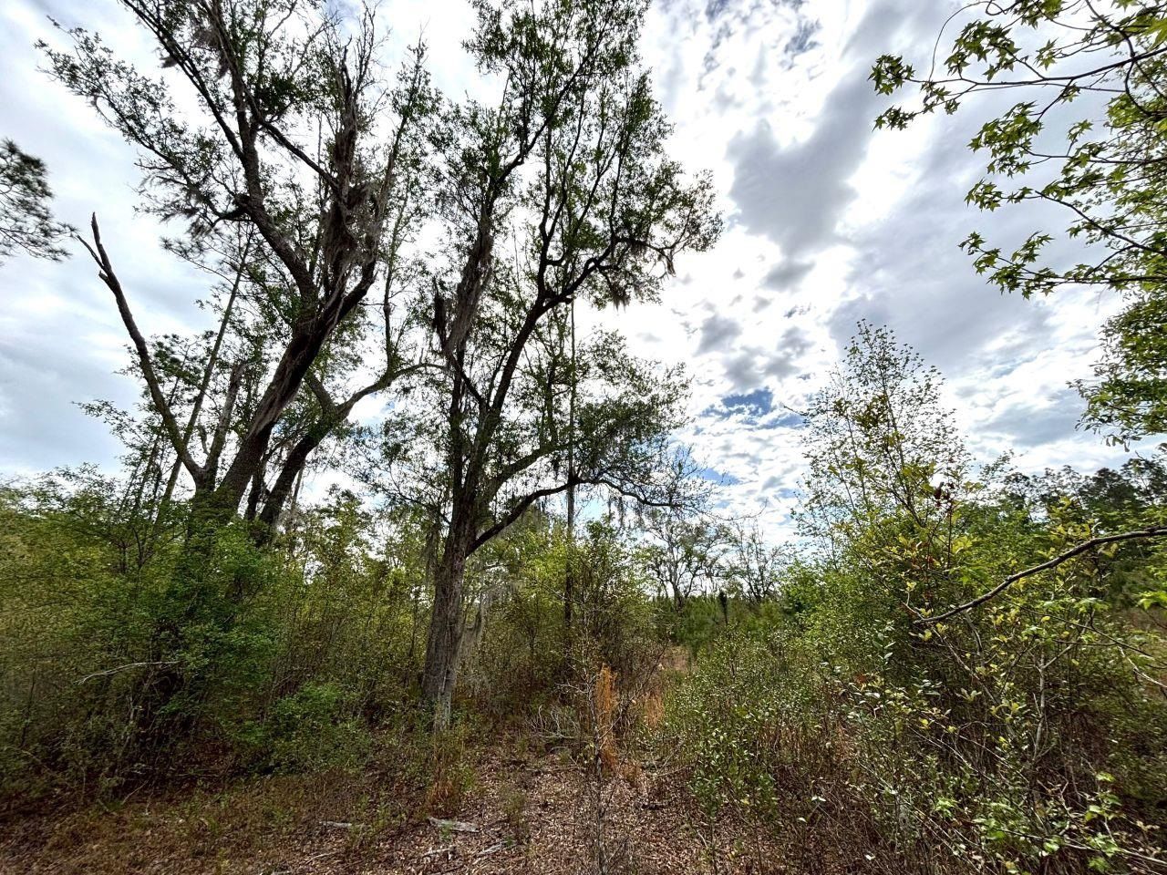 Vacant SW Ontario Road, Greenville, FL 32331 Photo
