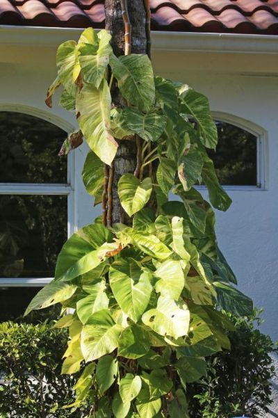 12593 Mallet Circle, Wellington, FL 33414 Photo