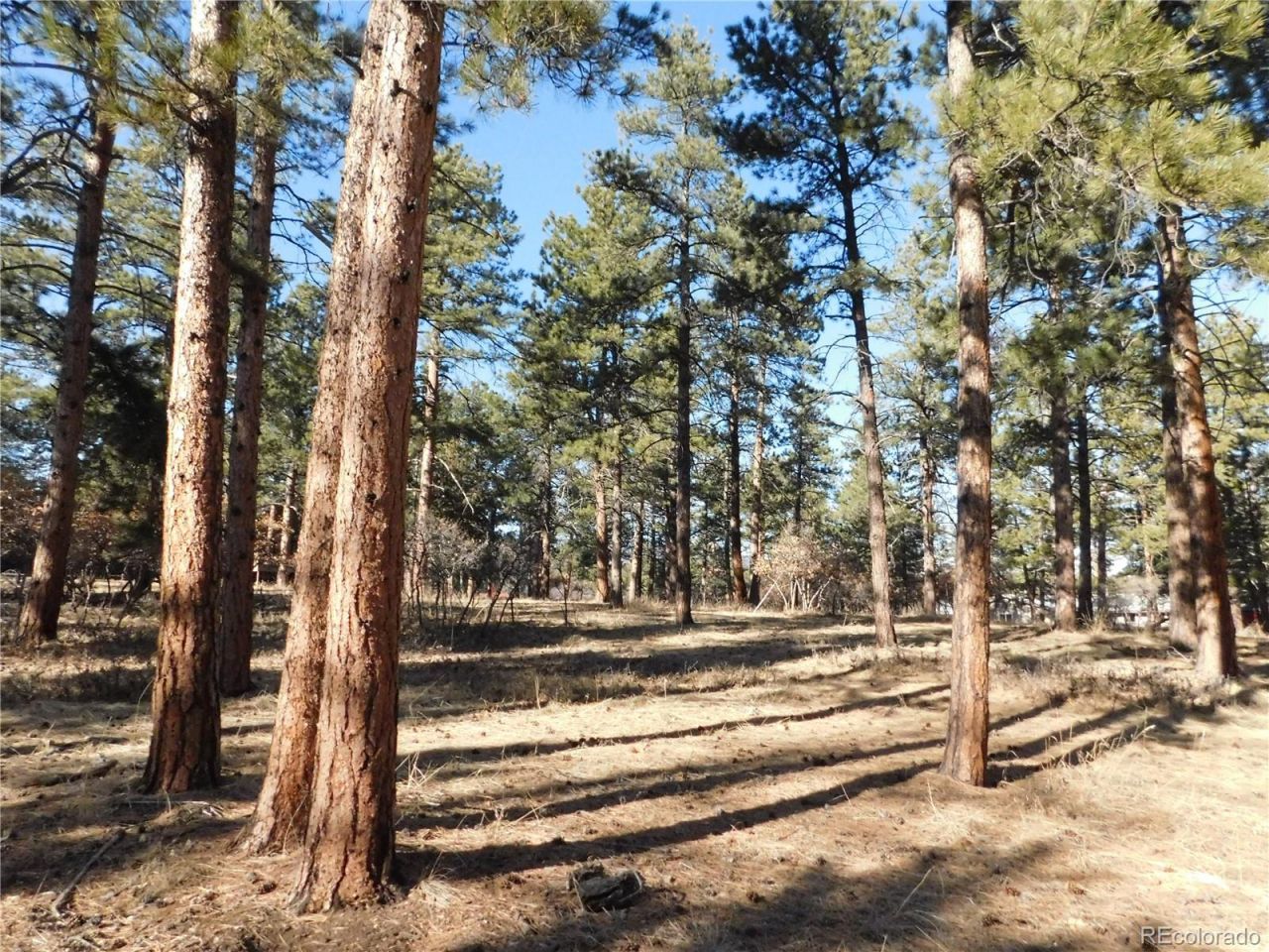 5845 S Pike Drive, Larkspur, CO 80118 Main Photo