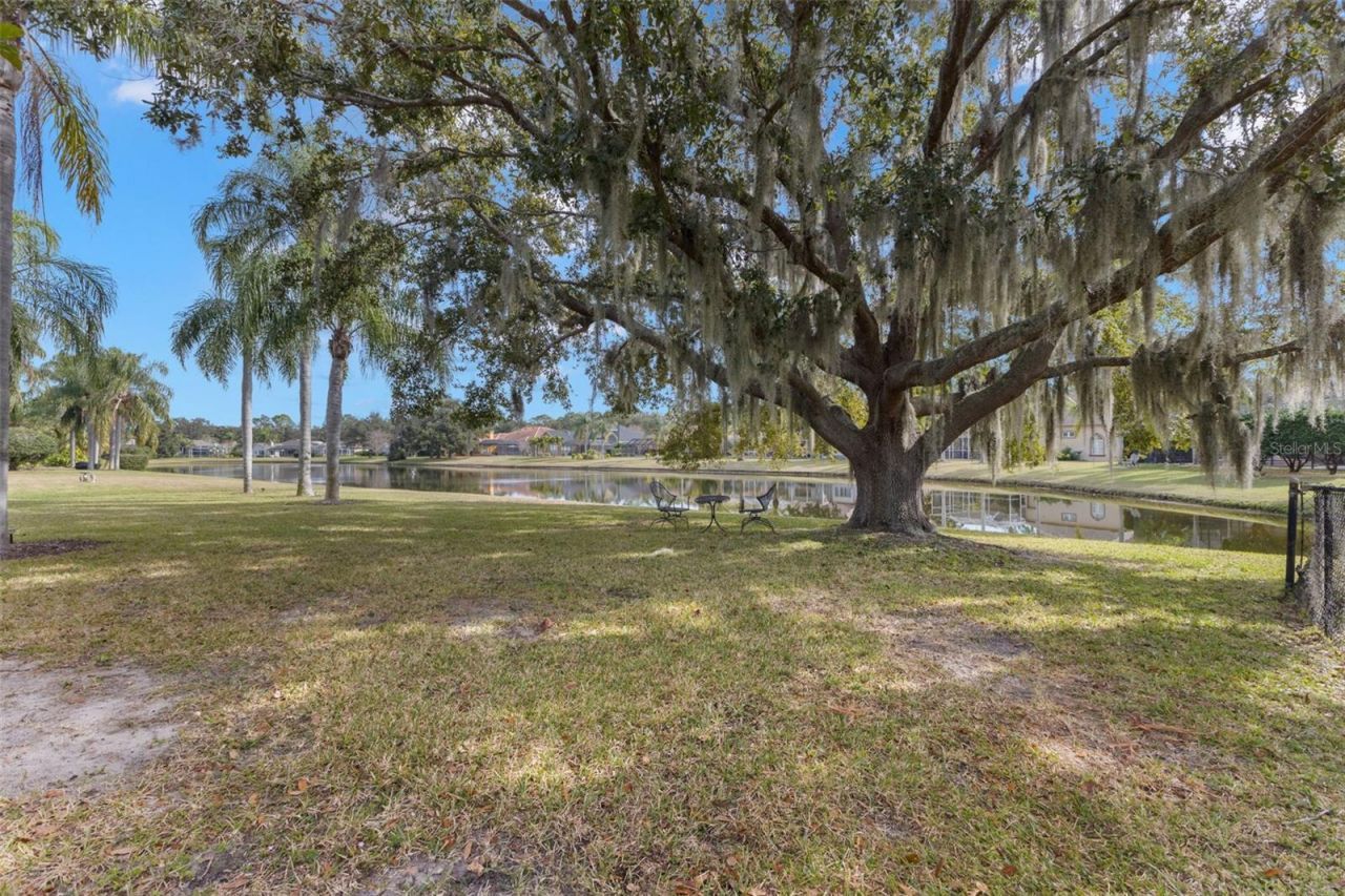 3830 Moreno Drive, Palm Harbor, FL 34685 Photo