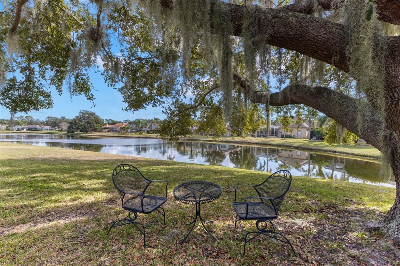 3830 Moreno Drive, Palm Harbor, FL 34685 Photo