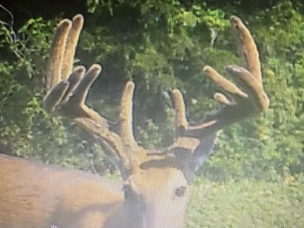 TBD Gray Avenue, Cantril, IA 52542