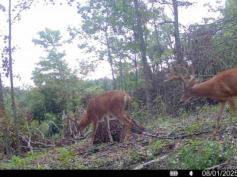 0 Edendale Road , Portsmouth, OH 45662 Photo 16