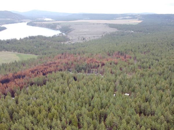 Xxx Coyote Ridge Ln, Ford, WA 99013