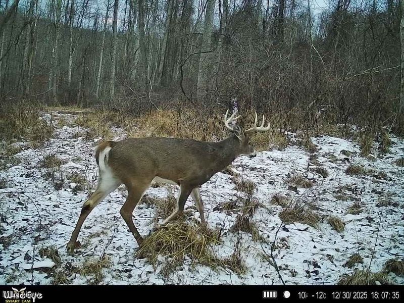 Glen Long Road, Caldwell, OH 43724 Photo 47