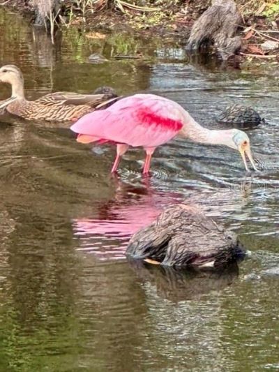 7801 Ontario Street Circle, Sarasota, FL 34243 Photo