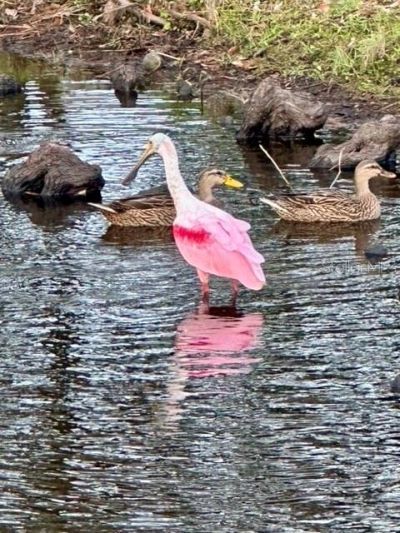 7801 Ontario Street Circle, Sarasota, FL 34243 Photo