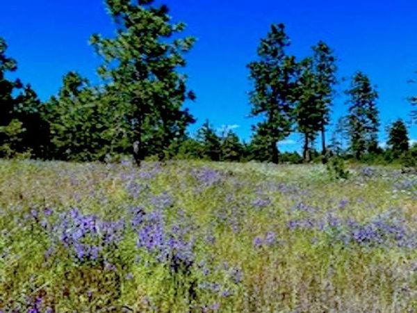 Lot A Kronos Short Plat/Pine Hen Ln, Davenport, WA 99122