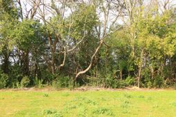 214 Avocada Drive photo 4