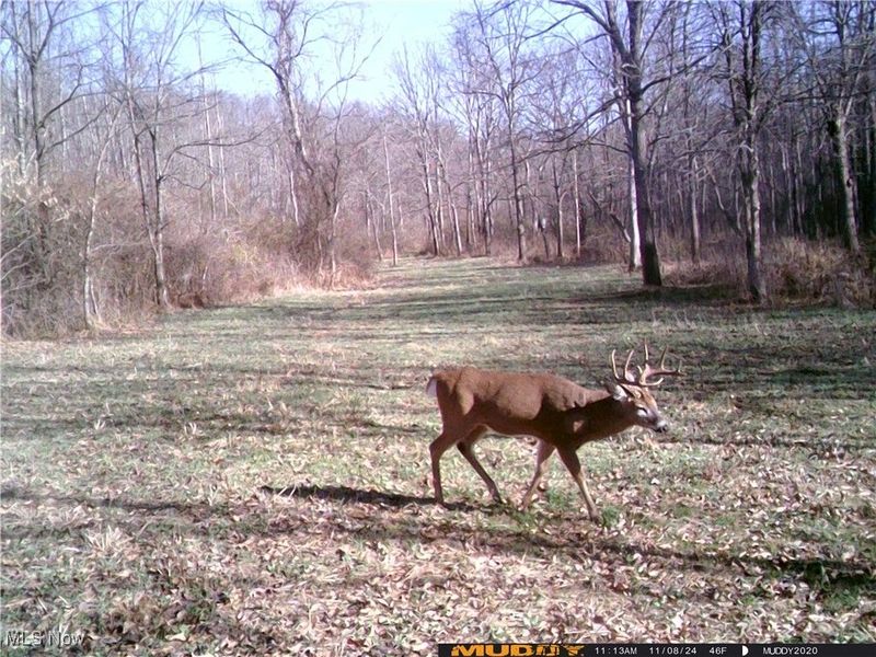 35620 Egypt North Road, Barnesville, OH 43713 Photo 37