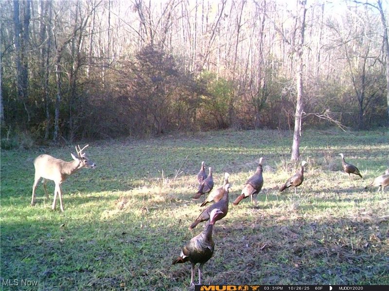 35620 Egypt North Road, Barnesville, OH 43713 Photo 38