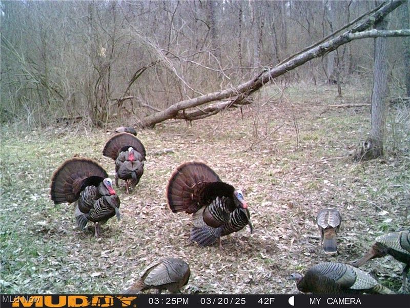 35620 Egypt North Road, Barnesville, OH 43713 Photo 40