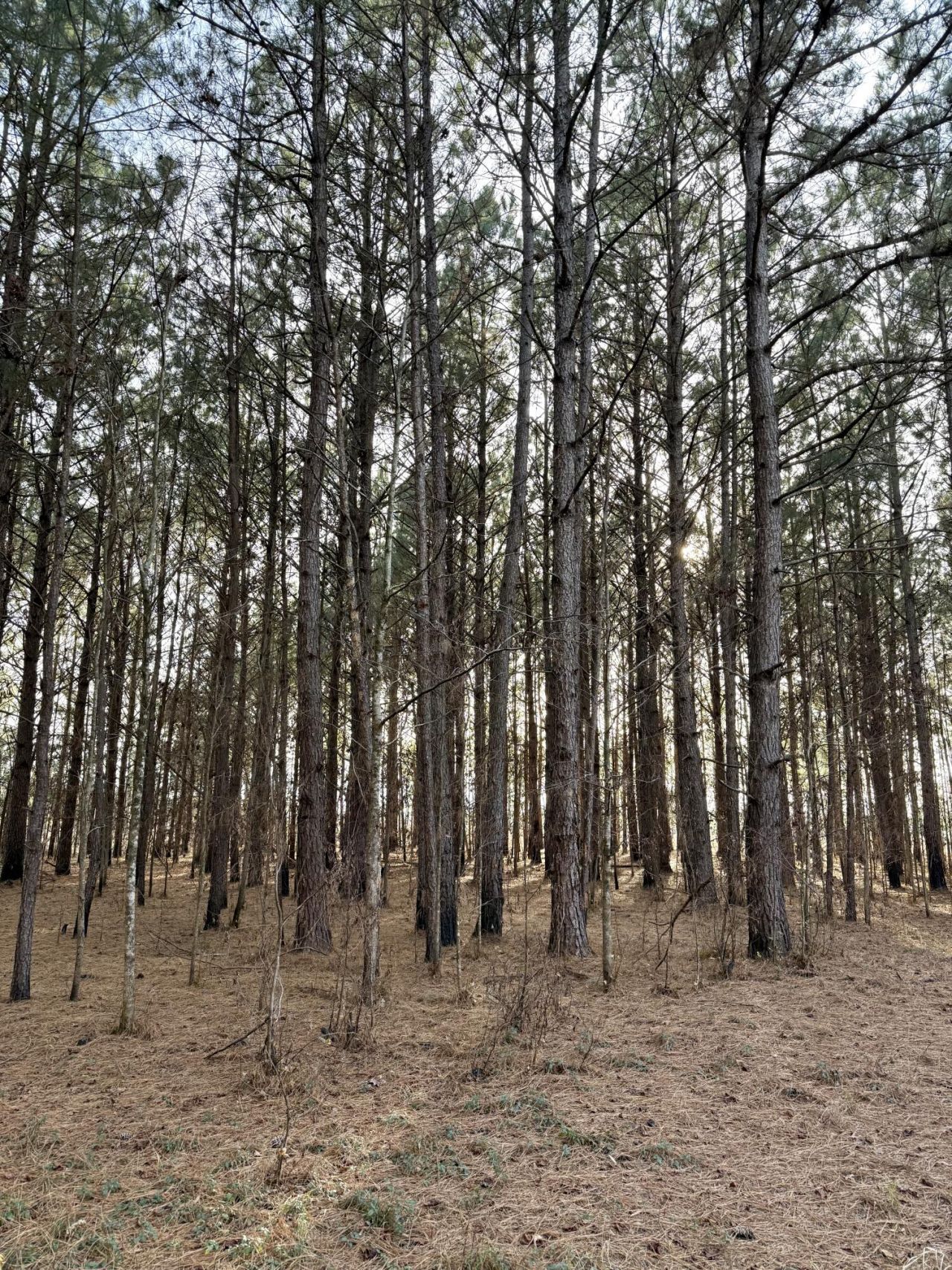 Tbd Felderville Road Photo 6