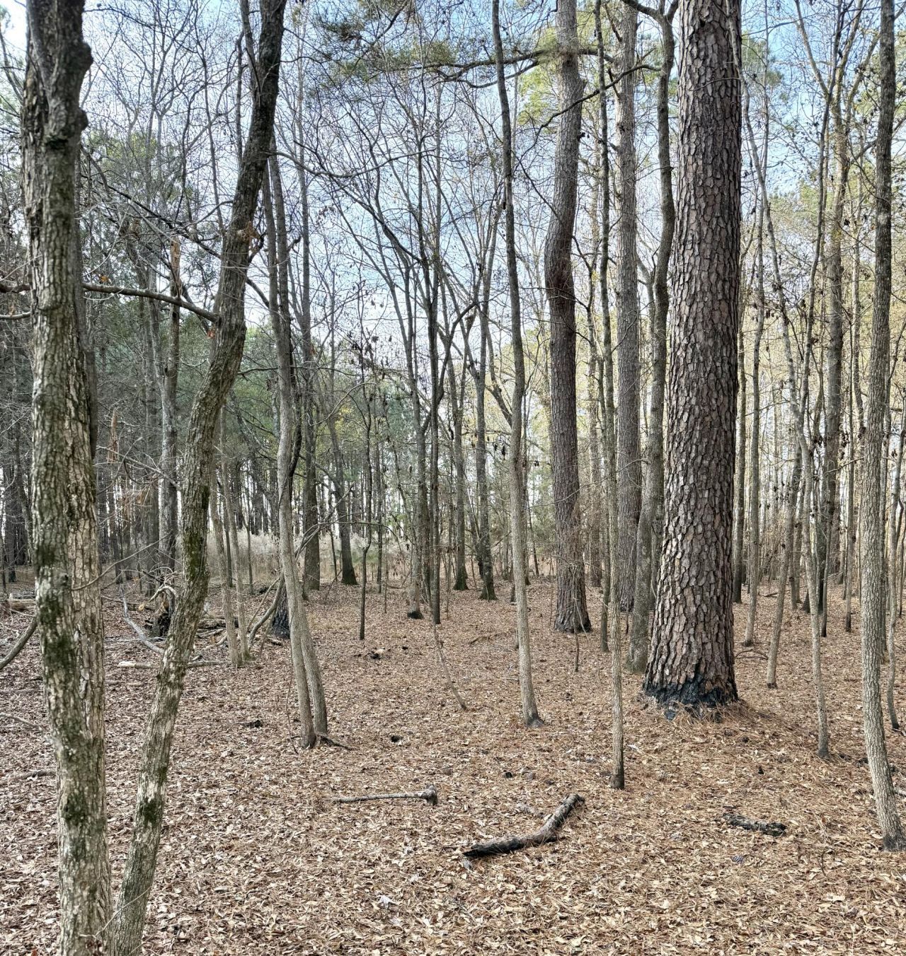 Tbd Felderville Road Photo 7