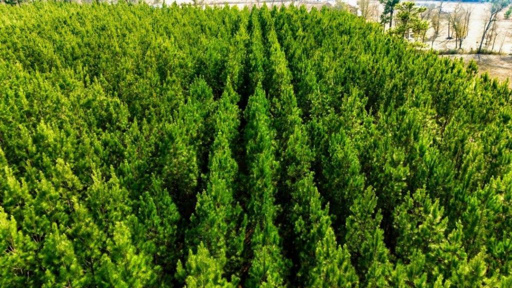 Acreage Highway 45  Photo 10