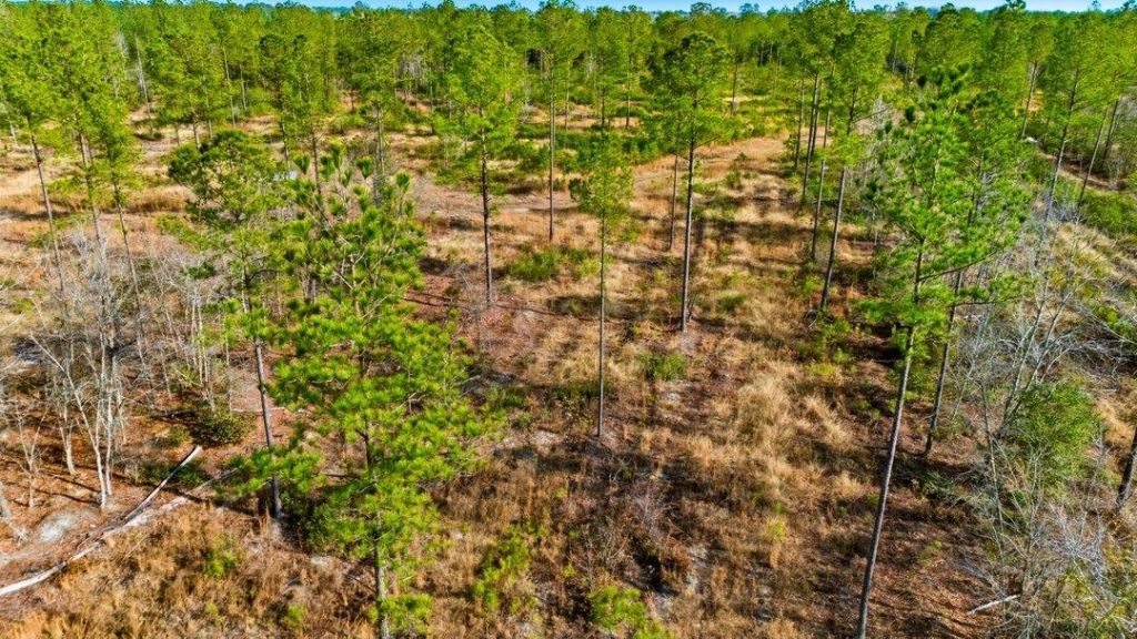 Acreage Highway 45  Photo 12