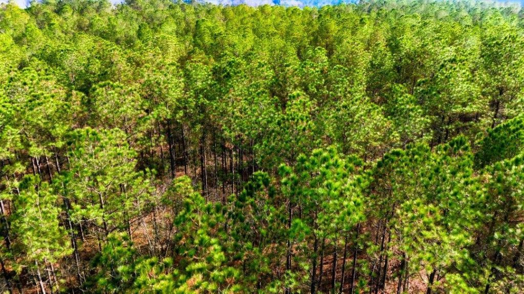 Acreage Highway 45  Photo 14