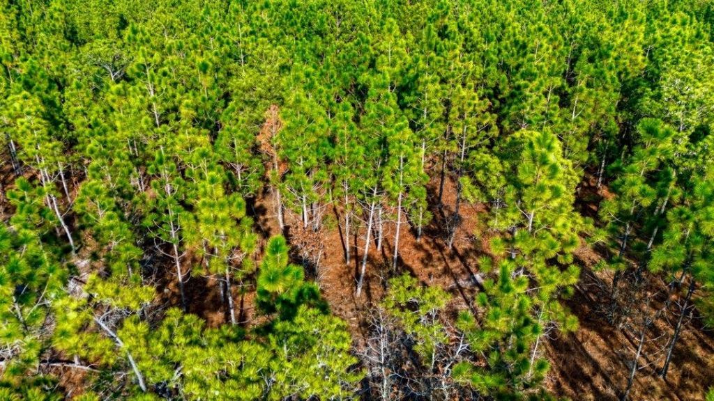 Acreage Highway 45  Photo 16