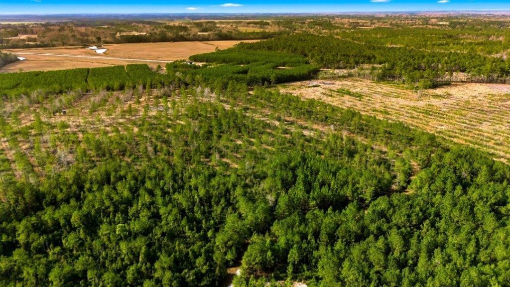 Acreage Highway 45  Photo 17