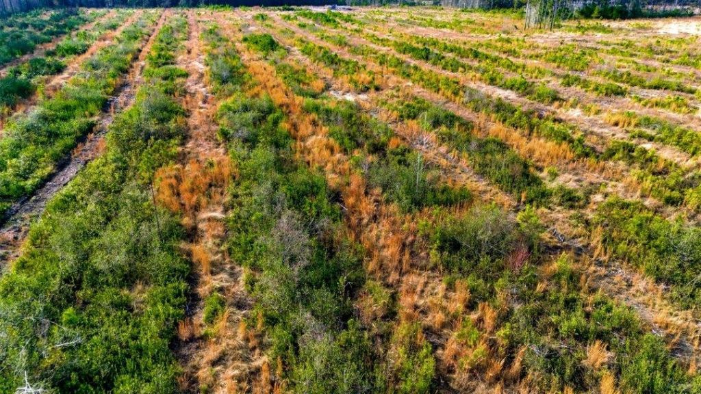 Acreage Highway 45  Photo 20