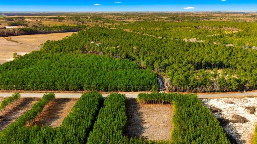 Acreage Highway 45  Photo 6