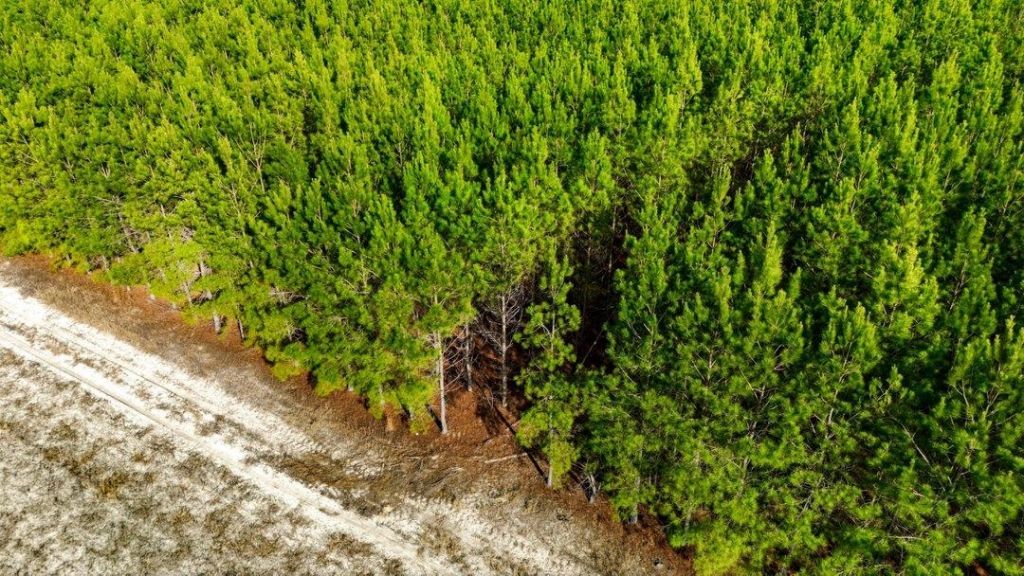 Acreage Highway 45  Photo 9