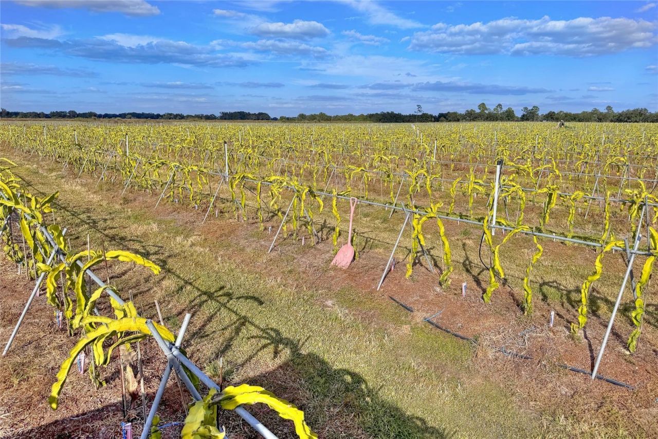 6018 NW County Road 661a, Arcadia, FL 34266 Photo