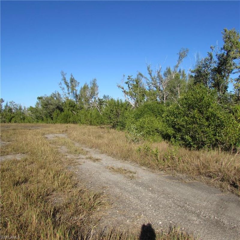 Ficus Tree, Bokeelia, FL 33922 Photo