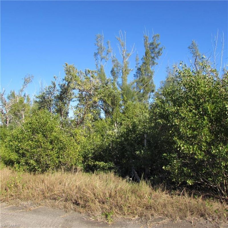 Ficus Tree, Bokeelia, FL 33922 Photo