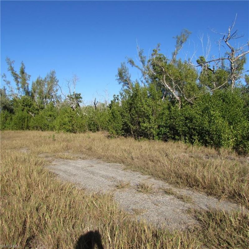 Ficus Tree, Bokeelia, FL 33922 Photo