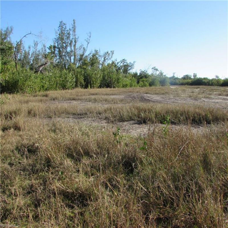 Ficus Tree, Bokeelia, FL 33922 Photo
