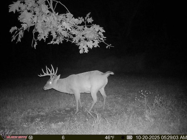 00 Rock Sprigs Hollow Road, Thebes, IL 62990