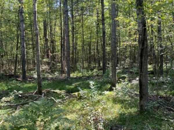 Timber Lane, Mills Twp, MI 48610