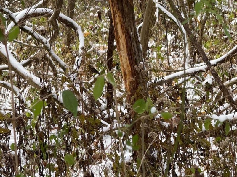 4051 E St Rt 41, Manchester, OH 45144 Photo 35