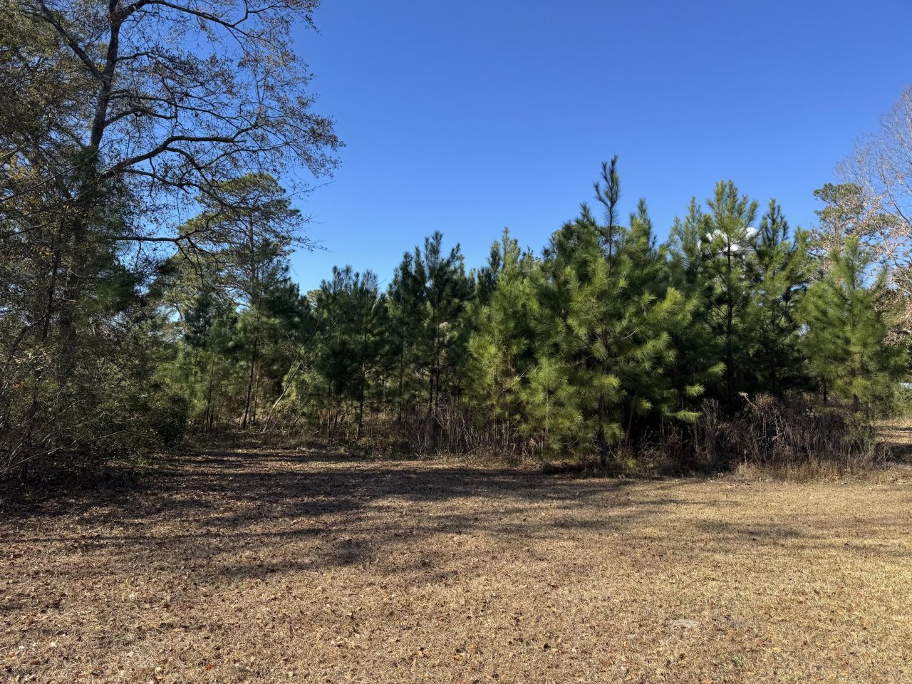 369 Sangaree Parkway  Photo 5