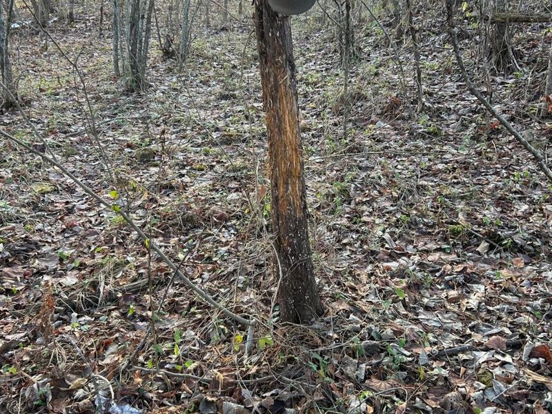 2107 Beekman Ridge Road, Peebles, OH 45660 Photo 13