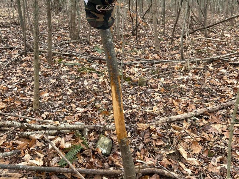 0 Skidmore Hollow Road, Unit lot #5, Lucasville, OH 45648 Photo 44