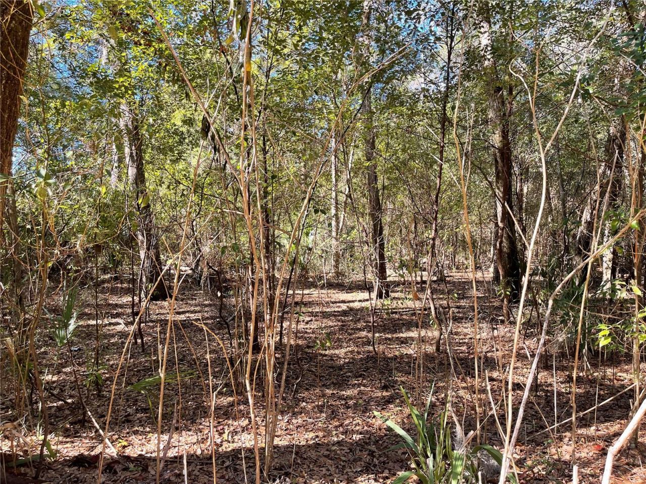 24510 NE State Rd 26, Melrose, FL 32666 Photo