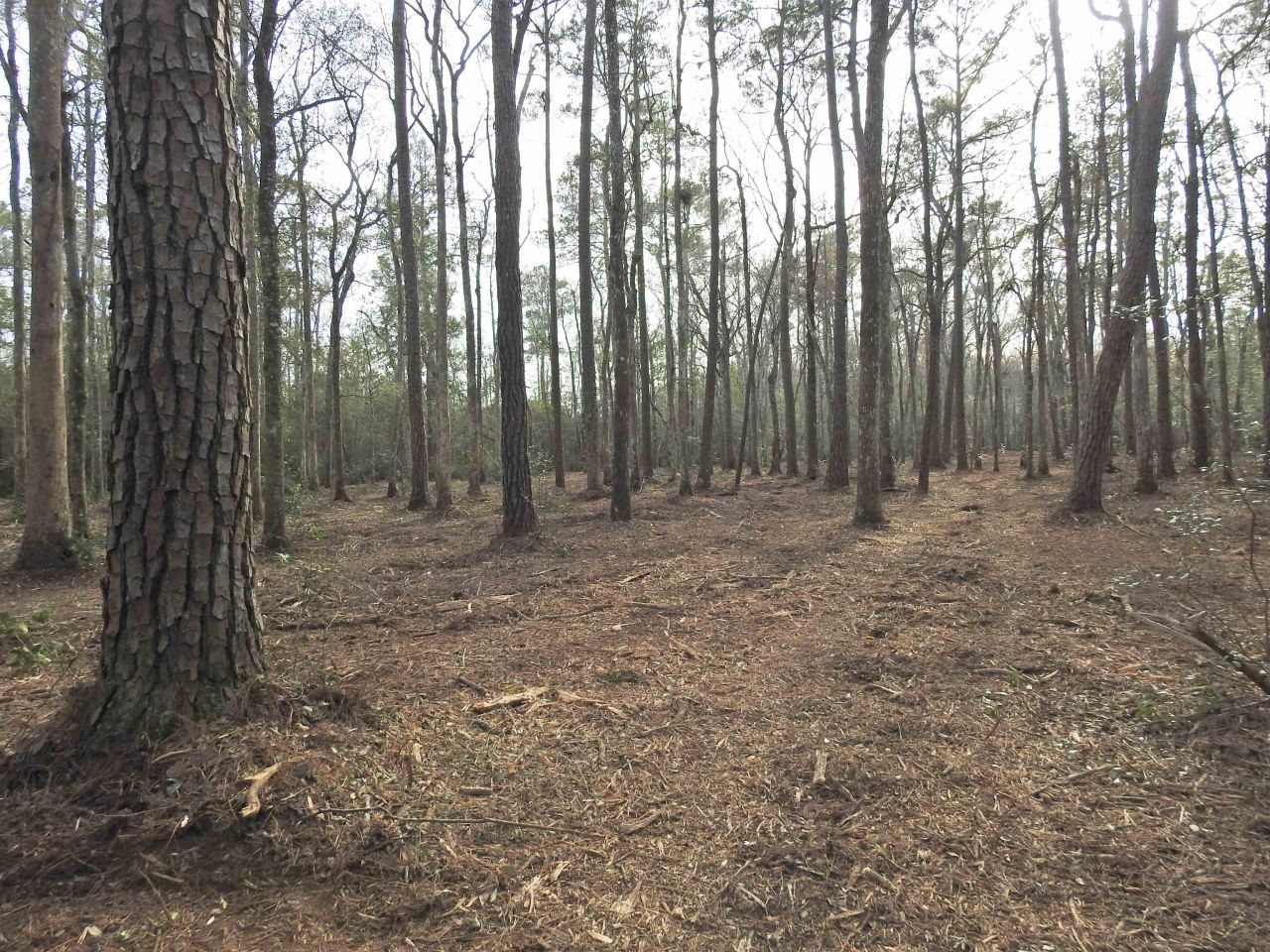 Tbd Bella Rd. Photo 11