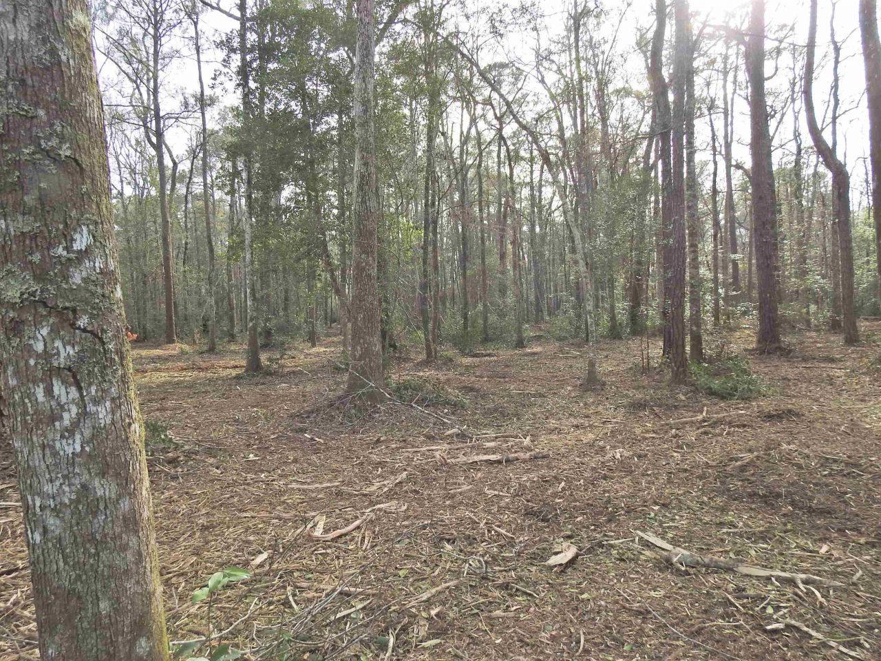 Tbd Bella Rd. Photo 12