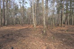 Tbd Bella Rd. photo 4