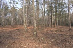 Tbd Bella Rd. photo 4