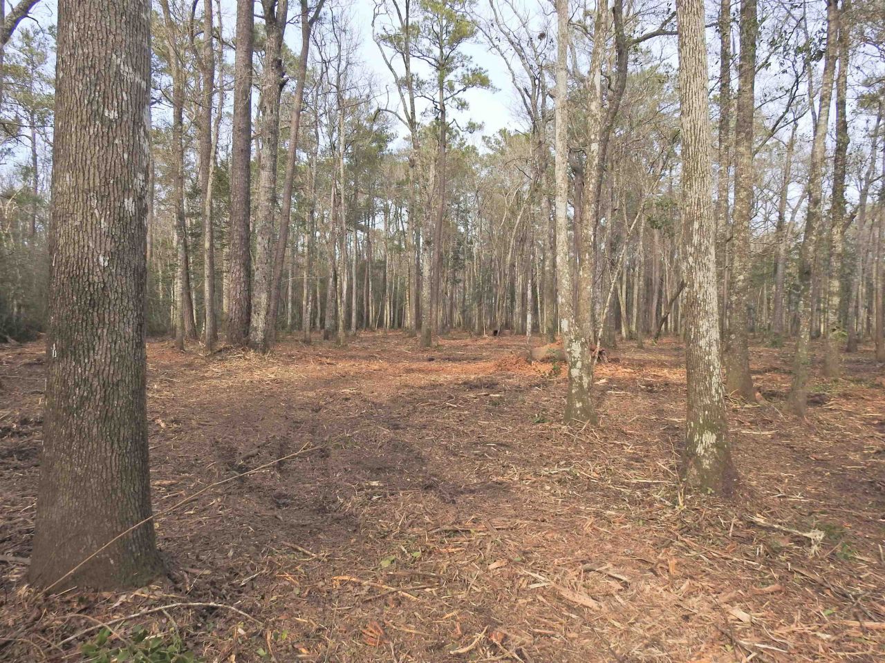 Tbd Bella Rd. Photo 6