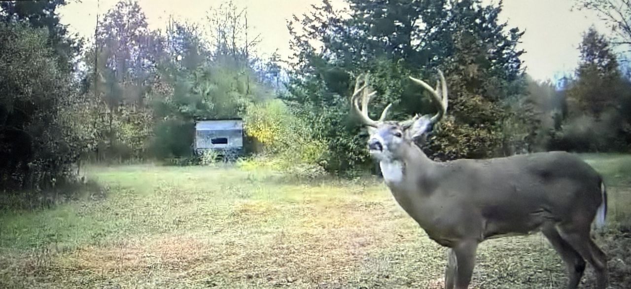 42745 Harris Road, Belleville, MI 48111 Main Photo