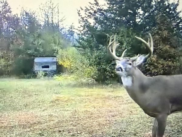 42745 Harris Road, Belleville, MI 48111