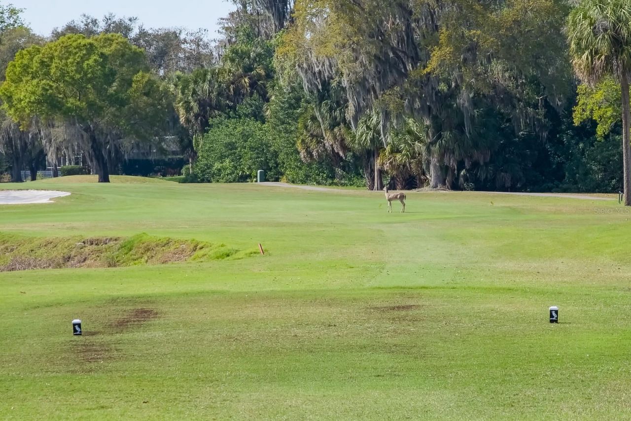 110 Deerpath Drive, Oldsmar, FL 34677 Photo